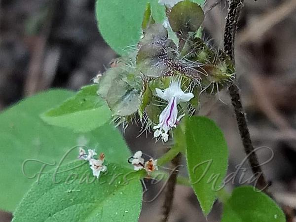 Ocimum kilimandscharicum Camphor Basil